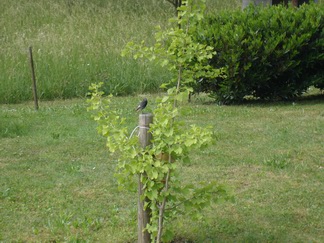 Papa's Ginkgo Baum