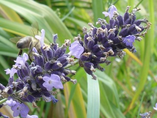Lavendel mit Biene