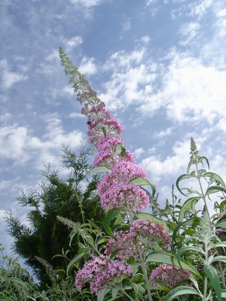 Sommerflieder vor Wolken