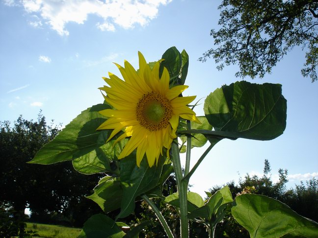 Sonnenblume