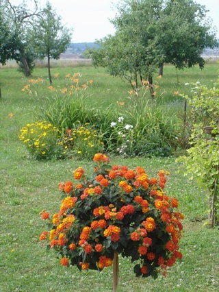 Wandelrschen mit Blick ber Blumenbeet